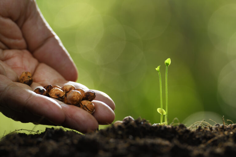 Human's hand planting seeds in soil